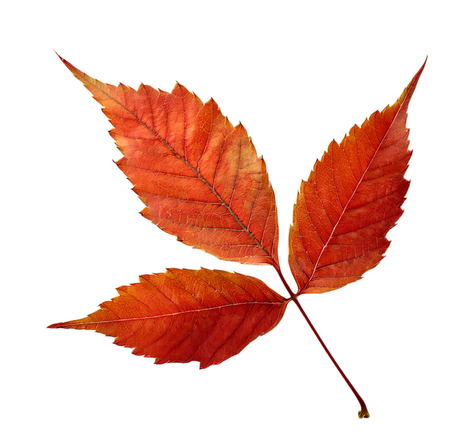 herbstblatt (1)