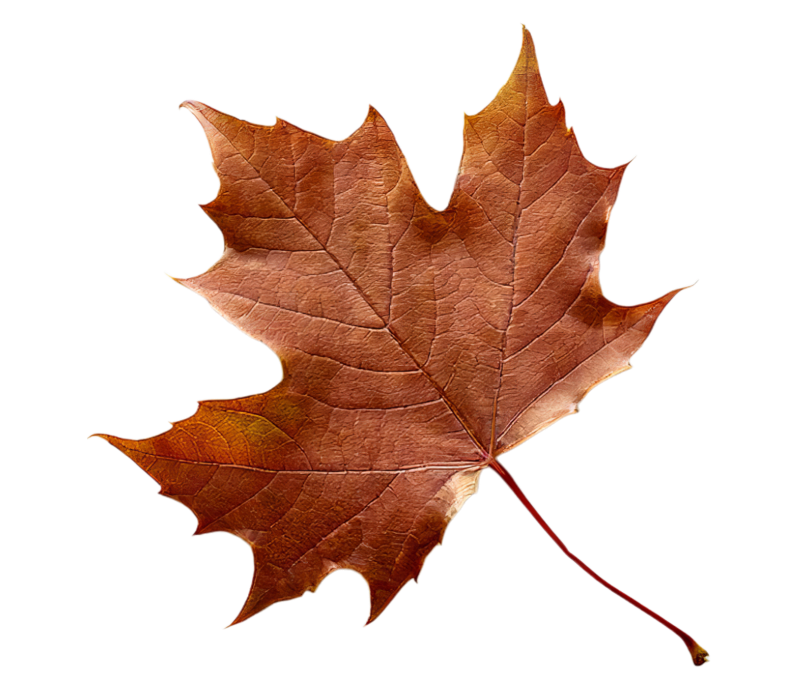 herbstblatt